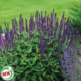 Caradonna Salvia Thumbnail